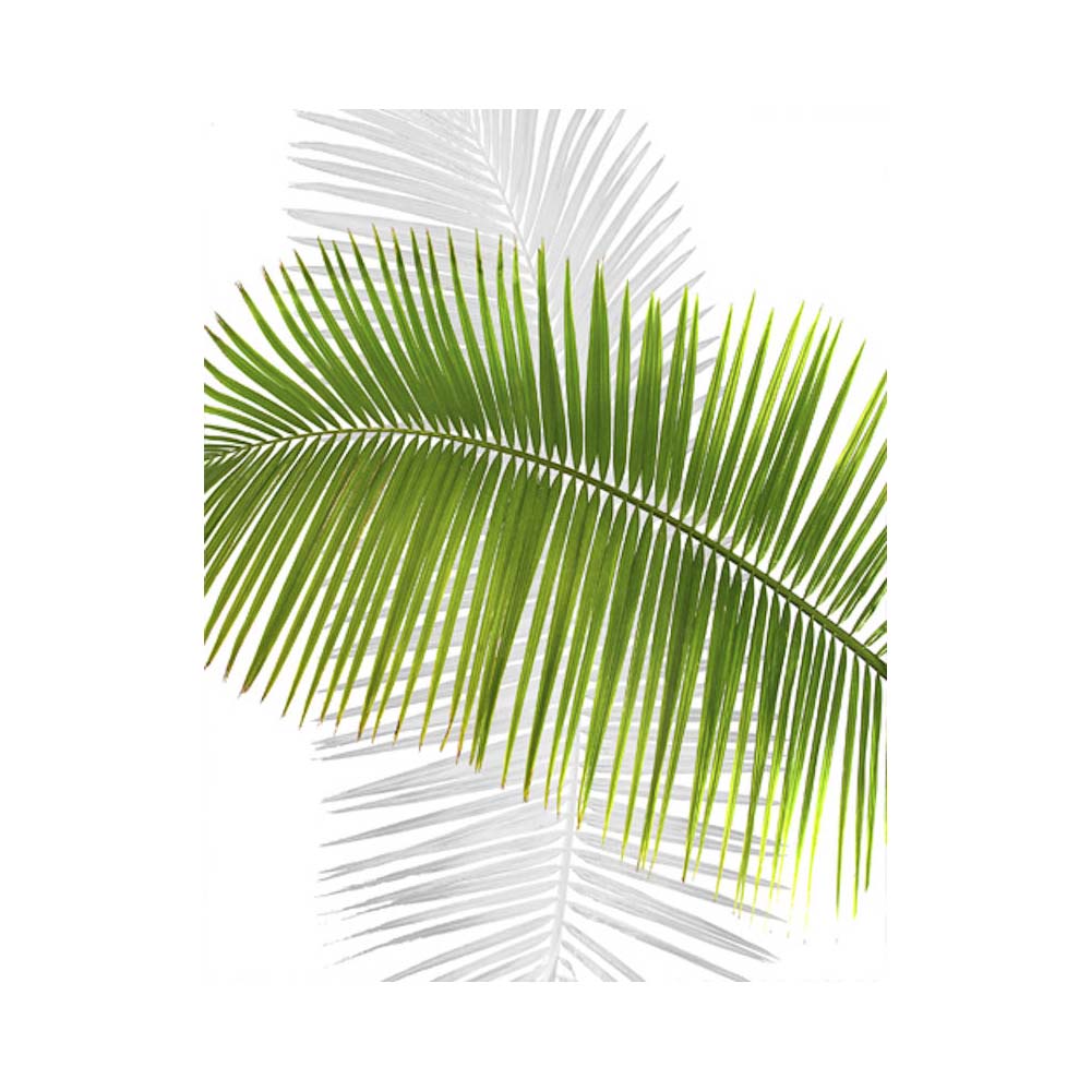 Green Palm Fronds, Limited Edition - Exclusive