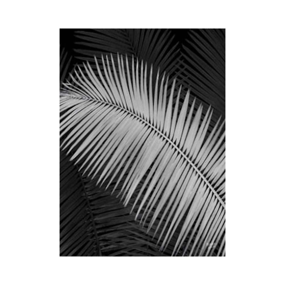 Palm Frond Negative, Limited Edition - Exclusive