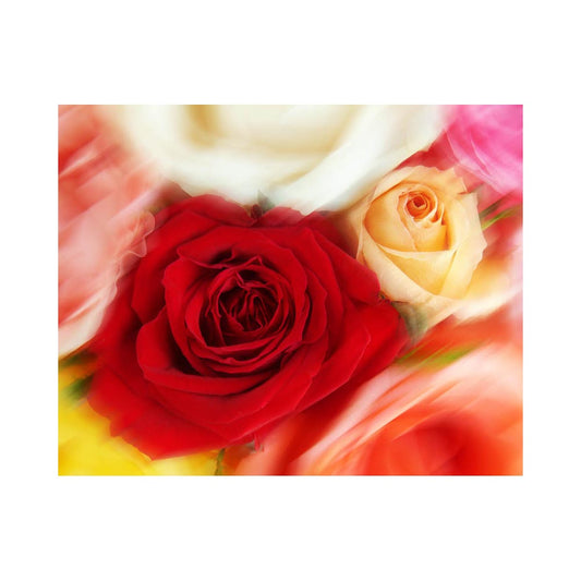 Roses, Limited Edition - Exclusive